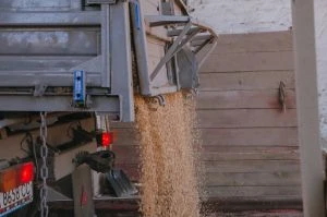 Ціни на зерно в Україні: аграрії чекають кращих умов