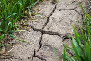 Посуха в Україні: чи будуть посіяні озимі вчасно?